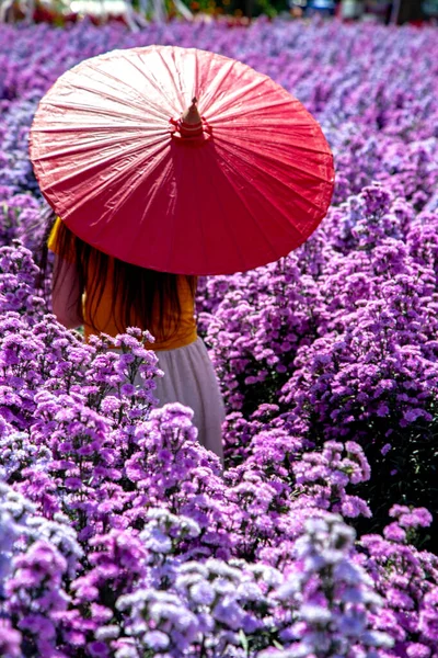 Floricultura na província de Chiang Mai, Tailândia — Fotografia de Stock