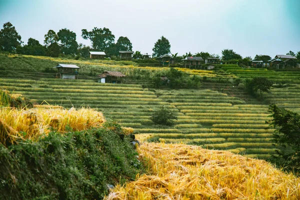 Landscape of Rice terraces on mountain at Ban Pa Pong Piang, Doi inThanon, Chiang Mai, Thailand — 图库照片