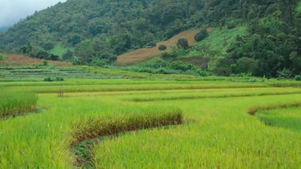 Rice Terraces στο Εθνικό Πάρκο Doi Inthanon στην επαρχία Chiang Mai, Ταϊλάνδη — Αρχείο Βίντεο