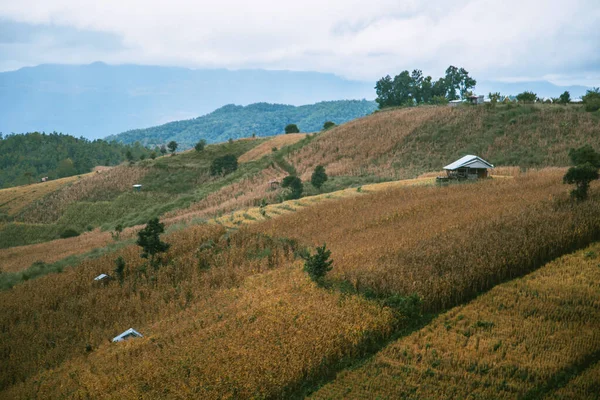 Paisaje de terrazas de arroz en la montaña en Ban Pa Pong Piang, Doi inThanon, Chiang Mai, Tailandia — Foto de Stock
