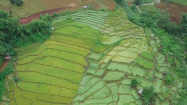 Tayland 'ın Chiang Mai eyaletindeki Doi Inthanon Milli Parkı' nda Rice Terasları