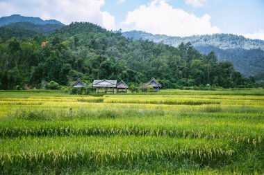 Pai 'deki Bambu Köprüsü, Mae Hong Son, Chiang Mai, Tayland