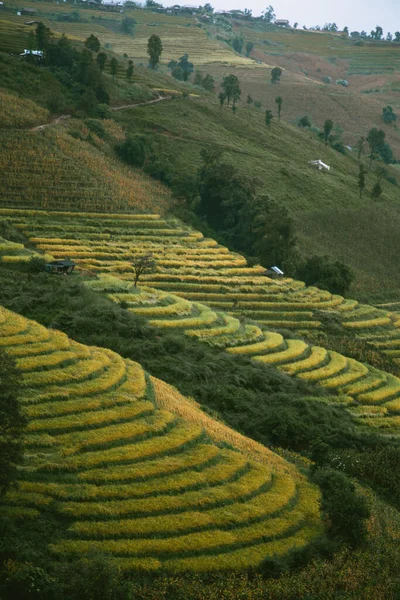 Пейзаж Райс террасы на горе в Пан Па Пон Пианг, Дои в Таноне, Чиангмай, Таиланд — стоковое фото