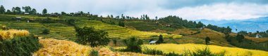 Ban Pa Pong Piang 'daki pirinç tarlalarının manzarası, Doi inthanon, Chiang Mai, Tayland