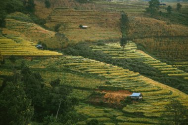Ban Pa Pong Piang 'daki pirinç tarlalarının manzarası, Doi inthanon, Chiang Mai, Tayland