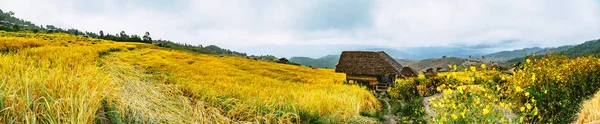 Krajobraz tarasów ryżowych na górze w Ban Pa Pong Piang, Doi inThanon, Chiang Mai, Tajlandia — Zdjęcie stockowe