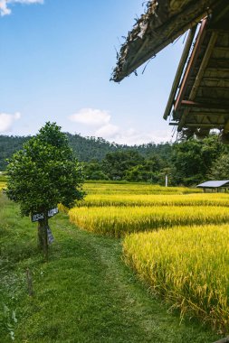 Pai 'deki Bambu Köprüsü, Mae Hong Son, Chiang Mai, Tayland