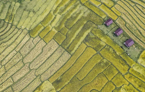 Terraços de arroz no parque nacional Doi inthanon na província de Chiang Mai, Tailândia — Fotografia de Stock