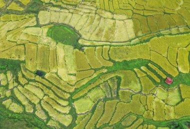 Tayland 'ın Chiang Mai eyaletindeki Doi Inthanon Milli Parkı' nda Rice Terasları