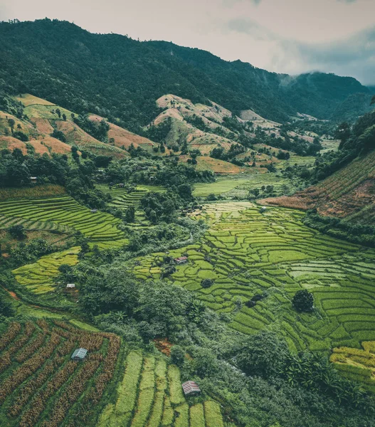 泰国清迈Doi inthanon国家公园的稻田 — 图库照片
