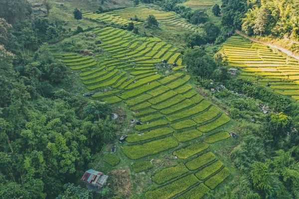 泰国清迈清莱Nang Lae Nai稻田的空中景观 — 图库照片