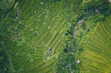 Chiang Rai, Chiang Mai, Tayland 'daki Nang Lae Nai Rice Terasları' nın hava görüntüsü.