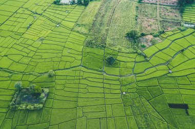 Mae Hong Son, Chiang Mai, Tayland 'daki Pai pirinç terasları, nehir ve dağ manzarası.