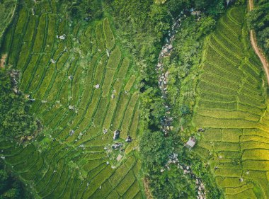 Chiang Rai, Chiang Mai, Tayland 'daki Nang Lae Nai Rice Terasları' nın hava görüntüsü.