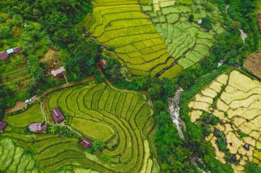 Tayland 'ın Chiang Mai eyaletindeki Doi Inthanon Milli Parkı' nda Rice Terasları