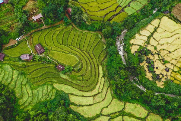 泰国清迈Doi inthanon国家公园的稻田 — 图库照片