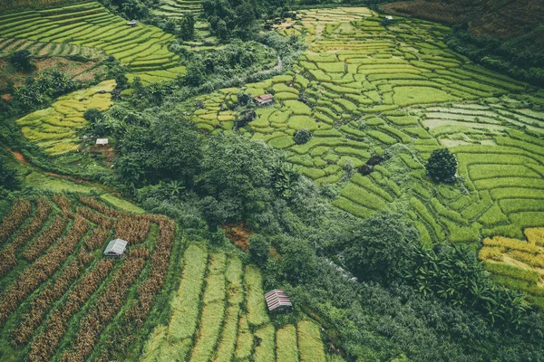 泰国清迈Doi inthanon国家公园的稻田 — 图库照片