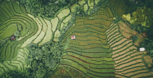 Terrazze di riso nel parco nazionale di Doi inthanon nella provincia di chiang Mai, Thailandia — Foto Stock