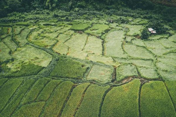 泰国清迈Doi inthanon国家公园的稻田 — 图库照片