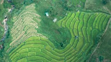 Chiang Rai, Chiang Mai, Tayland 'daki Nang Lae Nai Rice Terasları' nın hava görüntüsü.