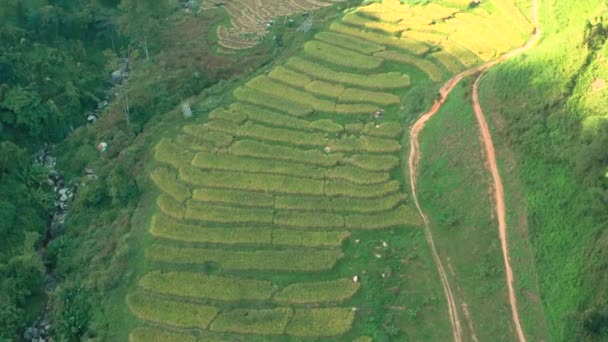 Αεροφωτογραφία του Nang Lae Nai Rice Terraces σε Chiang Rai, επαρχία Chiang Mai, Ταϊλάνδη — Αρχείο Βίντεο