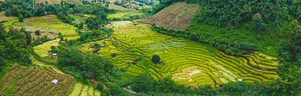 Reisterrassen im Doi inthanon Nationalpark in der Provinz Chiang Mai, Thailand — Stockfoto
