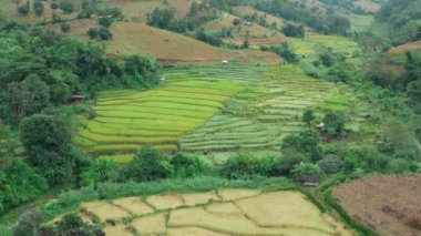 Tayland 'ın Chiang Mai eyaletindeki Doi Inthanon Milli Parkı' nda Rice Terasları