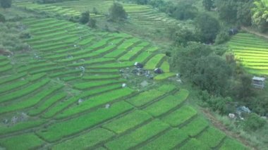 Chiang Rai, Chiang Mai, Tayland 'daki Nang Lae Nai Rice Terasları' nın hava görüntüsü.