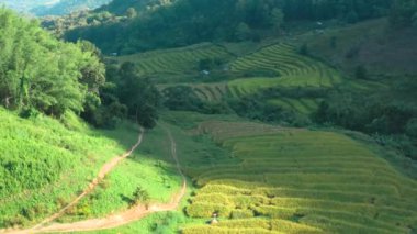 Chiang Rai, Chiang Mai, Tayland 'daki Nang Lae Nai Rice Terasları' nın hava görüntüsü.