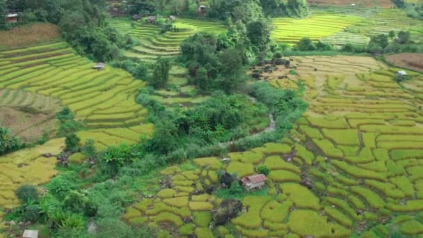 Tayland 'ın Chiang Mai eyaletindeki Doi Inthanon Milli Parkı' nda Rice Terasları — Stok video