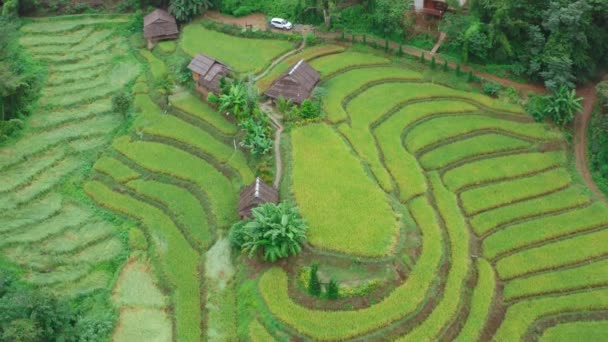 Terrazas de arroz en el parque nacional Doi inthanon en la provincia de Chiang Mai, Tailandia — Vídeos de Stock