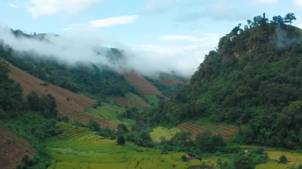 泰国清迈Doi inthanon国家公园的稻田 — 图库视频影像