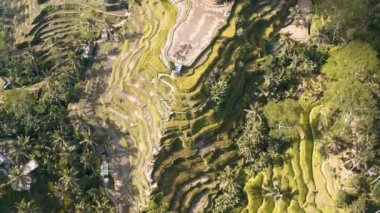 Tegallalang pirinç terasları Ubud, Bali, Endonezya 'da hava görüntüleri