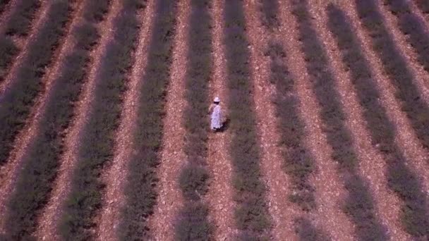 Ardeche lavendel och ravin antenn utsikt i Frankrike — Stockvideo