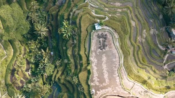 Tegallalang rice terraces aerial footage in Ubud, Bali, Indonesia — Stock Video