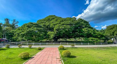 Dev Raintree Chamchuri 100 yaşından büyük, Kanchanaburi, Tayland