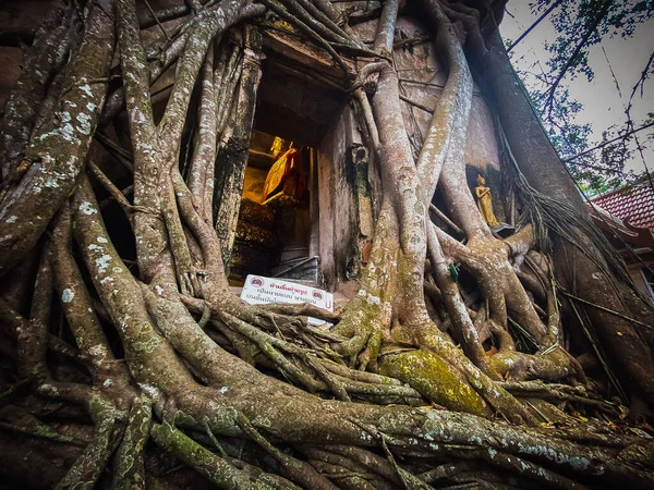 Stará socha Buddhy pokrytá kořeny stromů ve Wat Bang Kung Camp, Prok Bodhi Ubosot, v Samut Songkhram, Thajsko — Stock fotografie