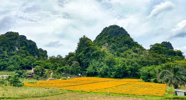 Kanchanaburi květinová pole v Thajsku — Stock fotografie