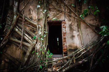 Ağaçlarla kaplı eski Buda heykeli Wat Bang Kung Kampı, Prok Bodhi Ubosot, Samut Songkhram, Tayland