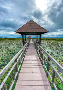 Sam Roi Yot tatlı su bataklığı, bataklığın üzerinden yürü, Bueng Bua tahta kaldırımı Sam Roi Yot milli parkı Prachuap Khiri Khan, Tayland