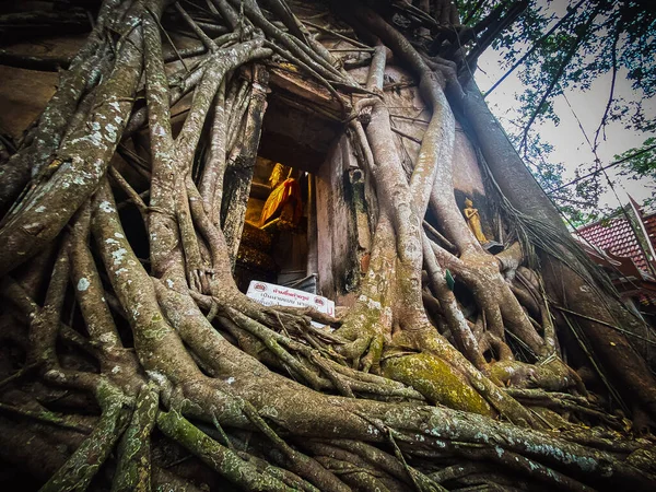 Stará socha Buddhy pokrytá kořeny stromů ve Wat Bang Kung Camp, Prok Bodhi Ubosot, v Samut Songkhram, Thajsko — Stock fotografie