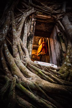 Ağaçlarla kaplı eski Buda heykeli Wat Bang Kung Kampı, Prok Bodhi Ubosot, Samut Songkhram, Tayland