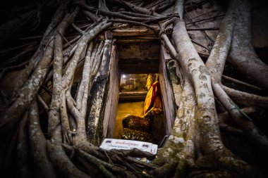 Ağaçlarla kaplı eski Buda heykeli Wat Bang Kung Kampı, Prok Bodhi Ubosot, Samut Songkhram, Tayland