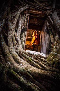 Ağaçlarla kaplı eski Buda heykeli Wat Bang Kung Kampı, Prok Bodhi Ubosot, Samut Songkhram, Tayland
