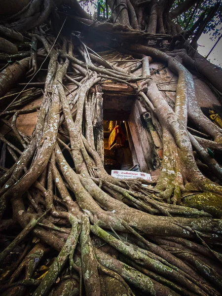 Stará socha Buddhy pokrytá kořeny stromů ve Wat Bang Kung Camp, Prok Bodhi Ubosot, v Samut Songkhram, Thajsko — Stock fotografie
