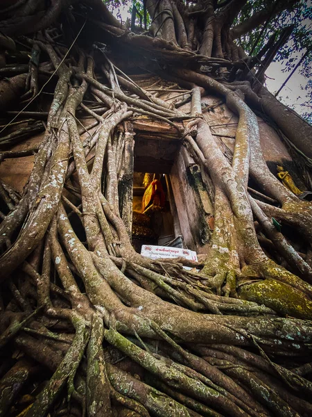 Stará socha Buddhy pokrytá kořeny stromů ve Wat Bang Kung Camp, Prok Bodhi Ubosot, v Samut Songkhram, Thajsko — Stock fotografie