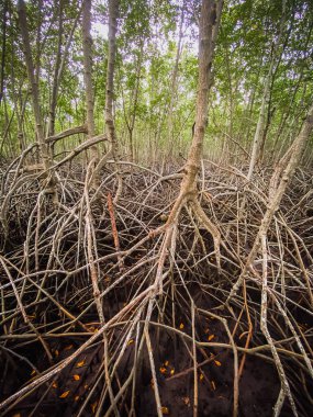 Pranburi Mangrove Ormanı Tayland 'daki Khiri Han' da.