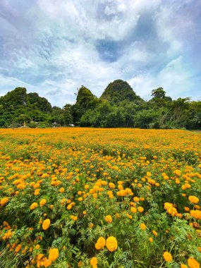 Tayland 'daki Kanchanaburi çiçek tarlaları