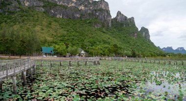 Sam Roi Yot tatlı su bataklığı, bataklığın üzerinden yürü, Bueng Bua tahta kaldırımı Sam Roi Yot milli parkı Prachuap Khiri Khan, Tayland
