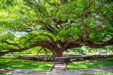 Dev Raintree Chamchuri 100 yaşından büyük, Kanchanaburi, Tayland